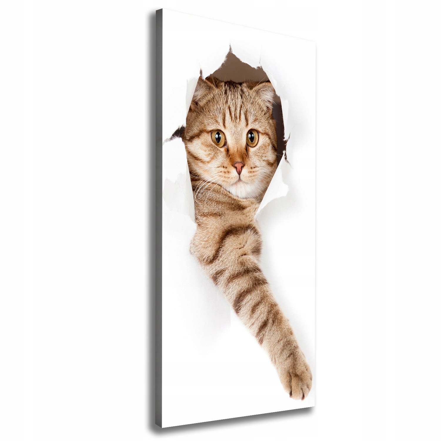 

Foto obraz canvas na ramie do salonu Kot 50x125 cm