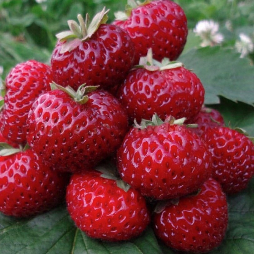 КЛУБНИКА МАЛИНА FRAMBERRY 10 ЧЕРЕНКОВ ВКУСНАЯ И ОЧЕНЬ СЛАДКАЯ