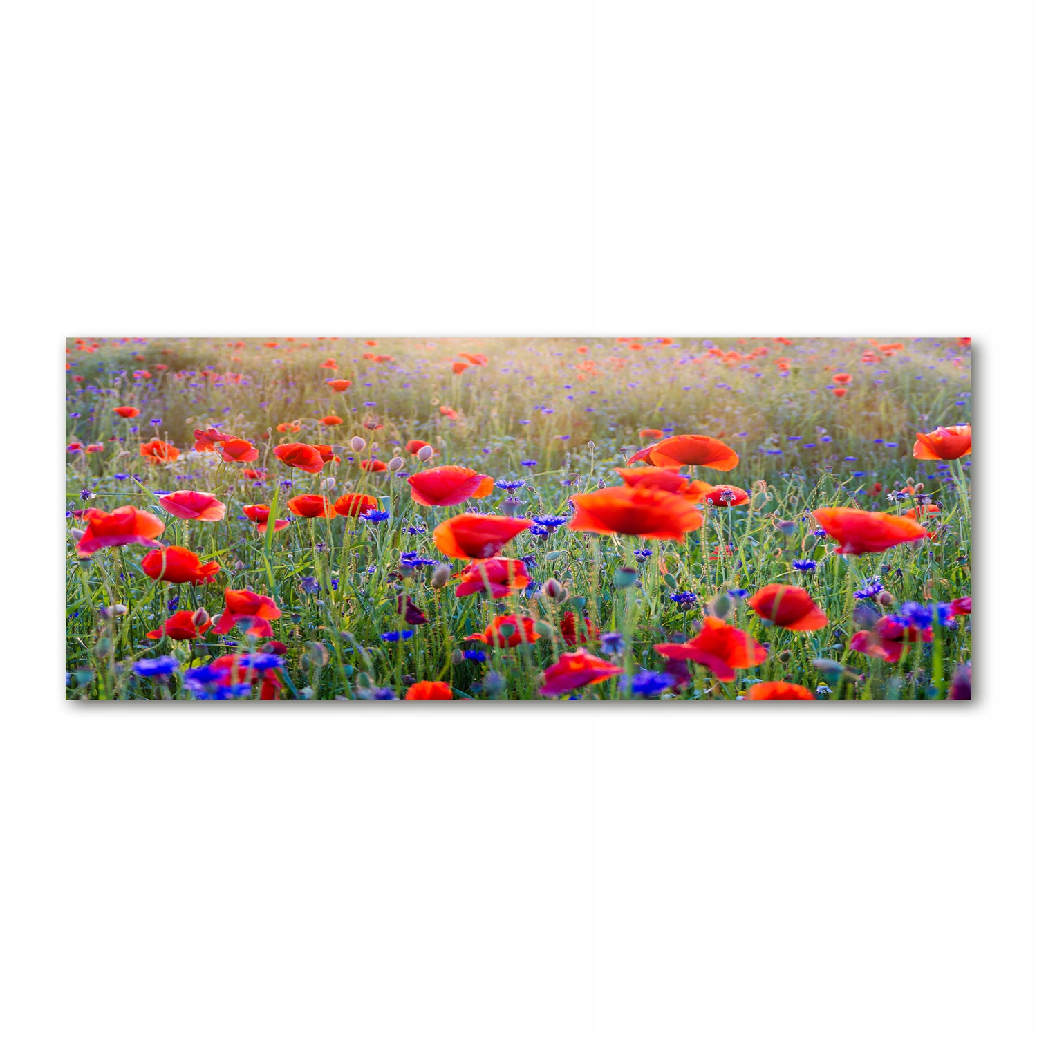 

Foto obraz akryl zdjęcie Polne kwiaty 125x50 cm