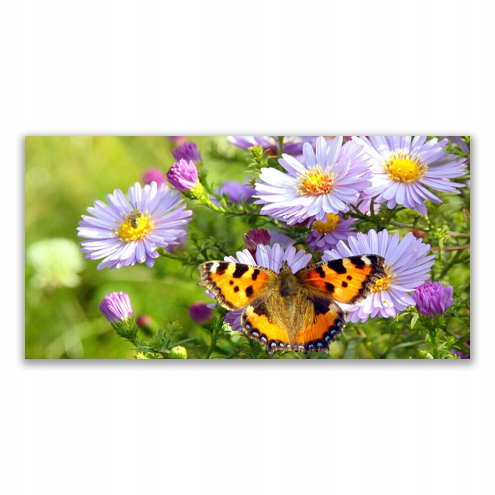 

Obraz akrylowy 120x60 Kwiaty Motyl Roślina Natura