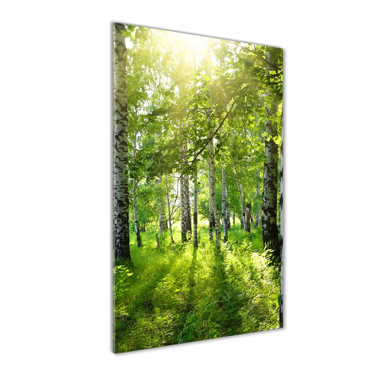 

Nowoczesny fotoobraz akrylowy Las brzozowy 70x140