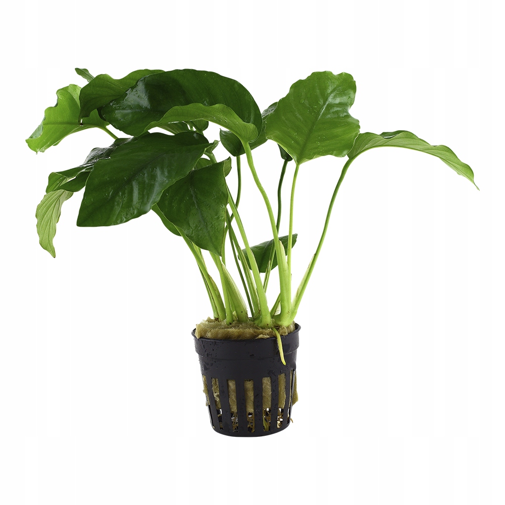 Anubias barteri var. barteri TROPICA (корзина)