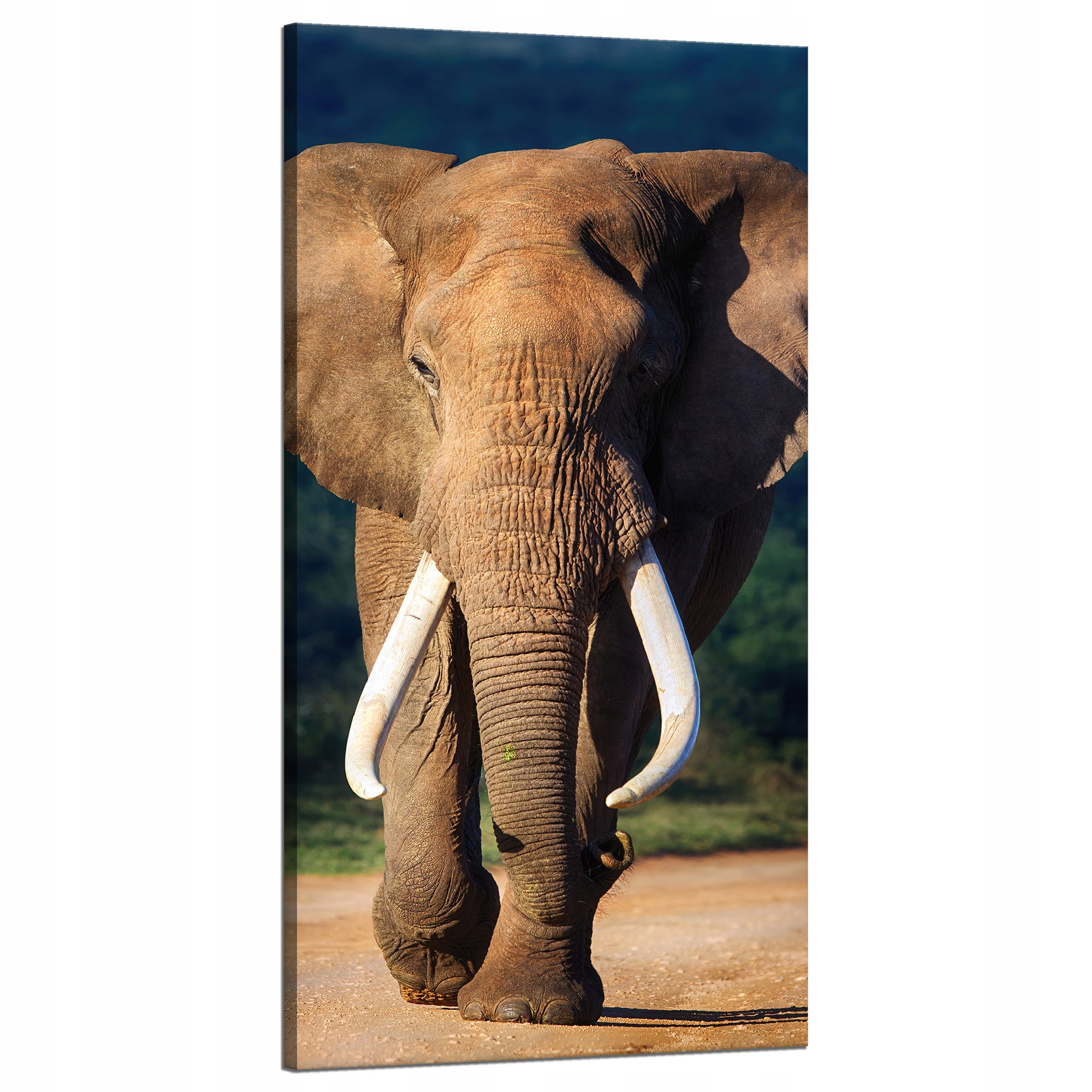 Obraz na plátně Velký velký slon Zvíře Příroda 60x120 cm