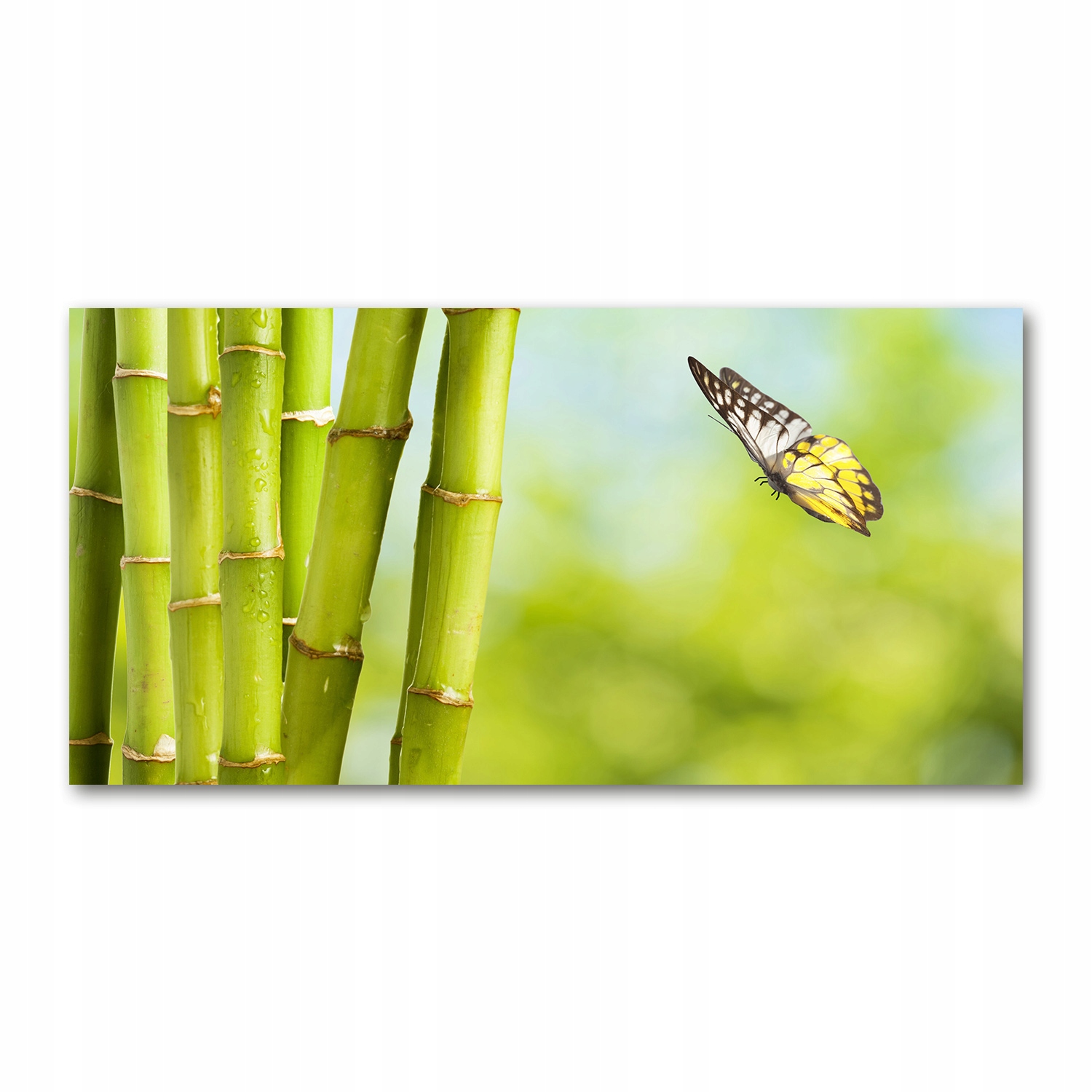 

Foto obraz akryl zdjęcie Bambus i motyl 120X60 cm