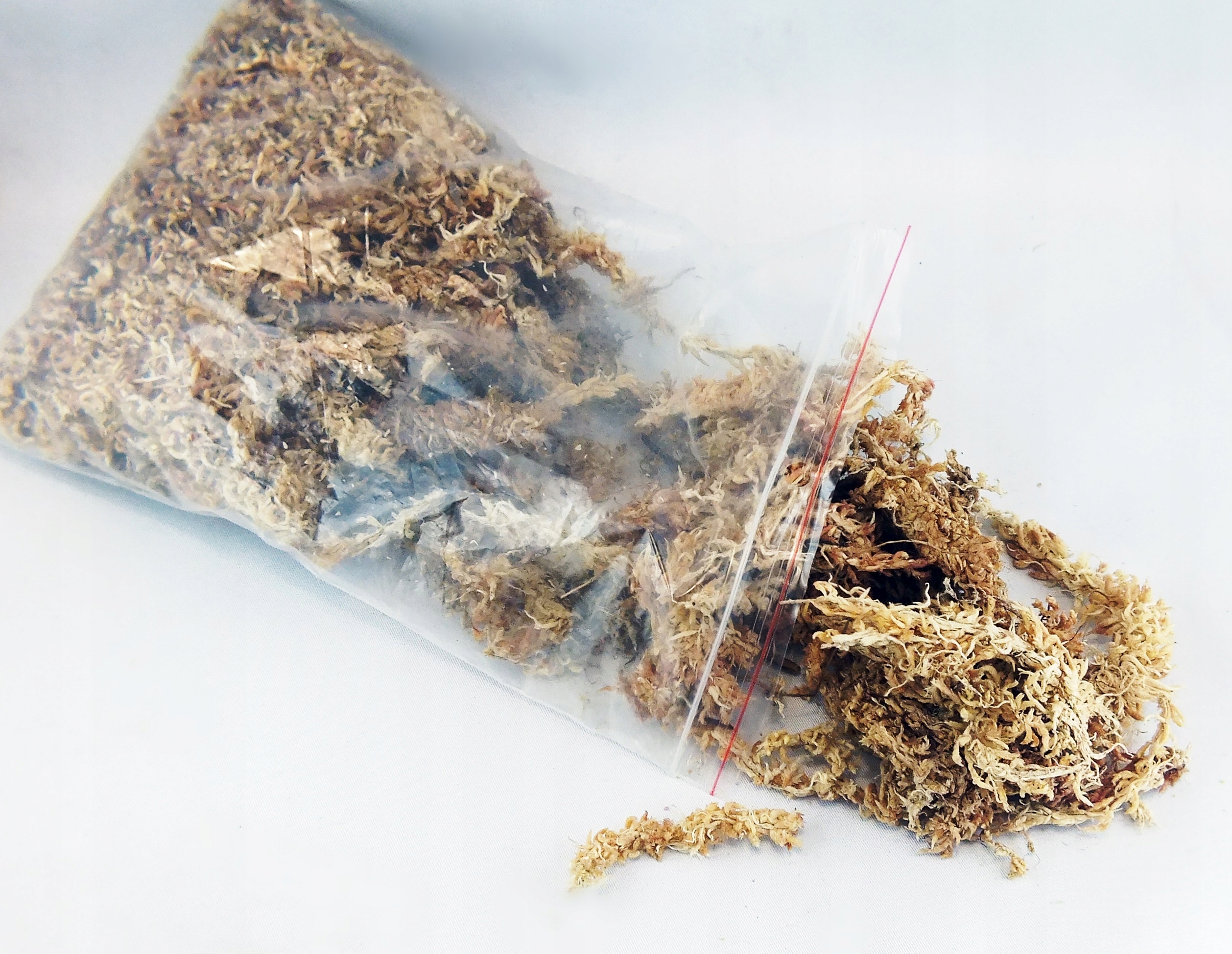 

Mech sphagnum (SpidersForge)