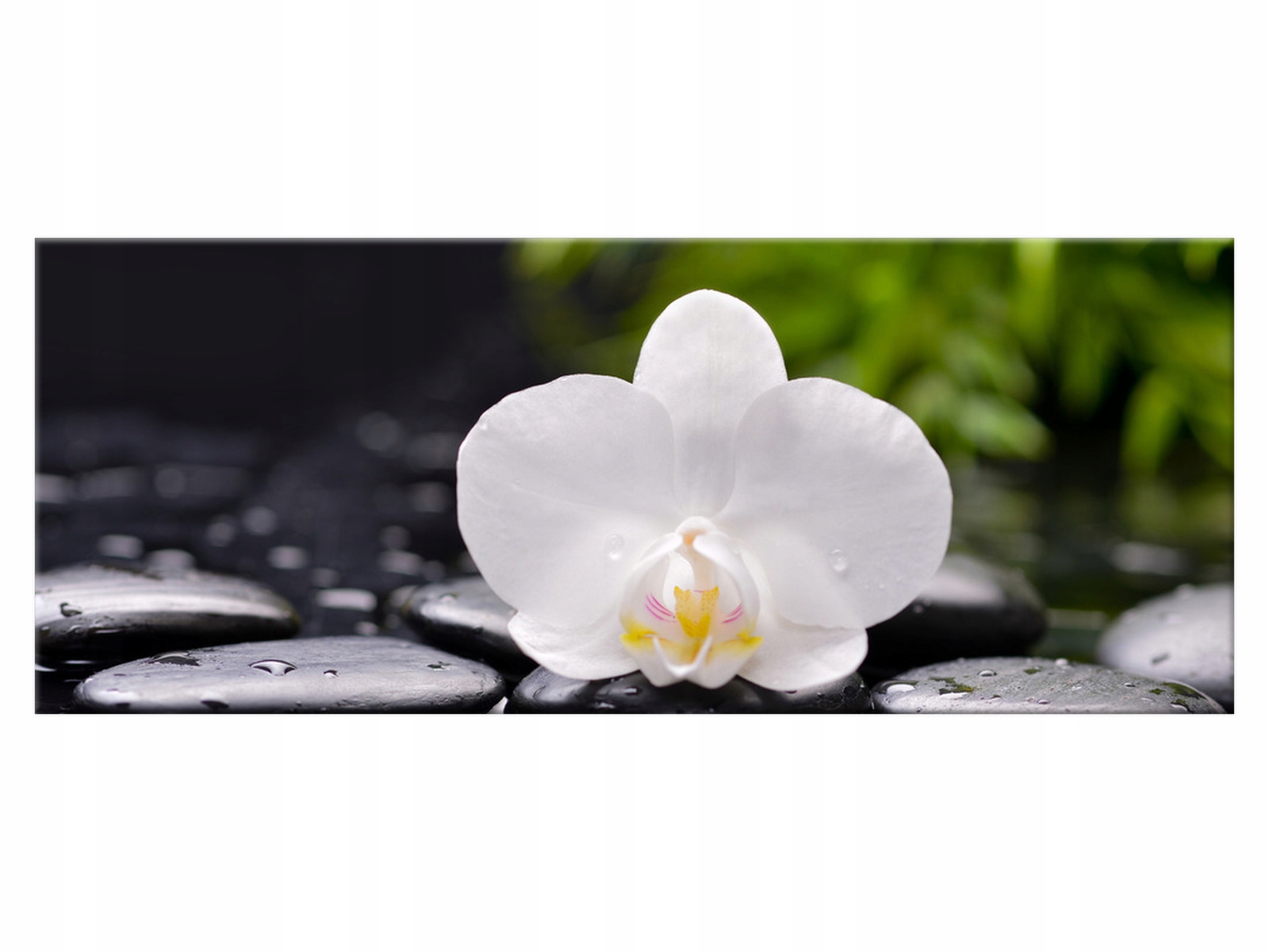 

Obraz Biała orchidea 100x40 Kwiaty 1707A_1I Płótno