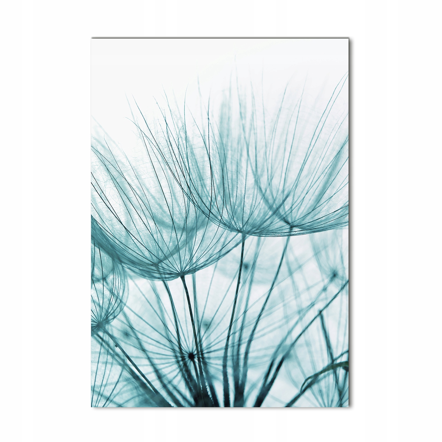

Foto obraz na szkle Nasiona dmuchawca 70x100 cm