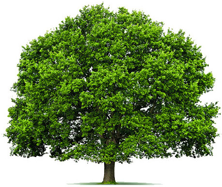 SOLIDNY Parkiet DĘBOWY z Bielem Klepka Podłogowa Drewniana Podłoga Jednostka sprzedaży m2