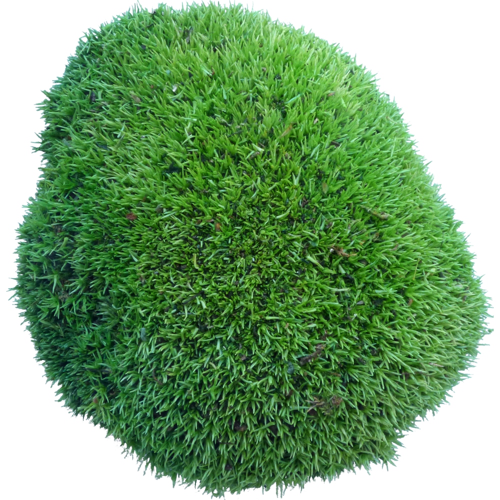 Mech Poduszkowy PREMIUM Medium Green Karton 300g Marka inna
