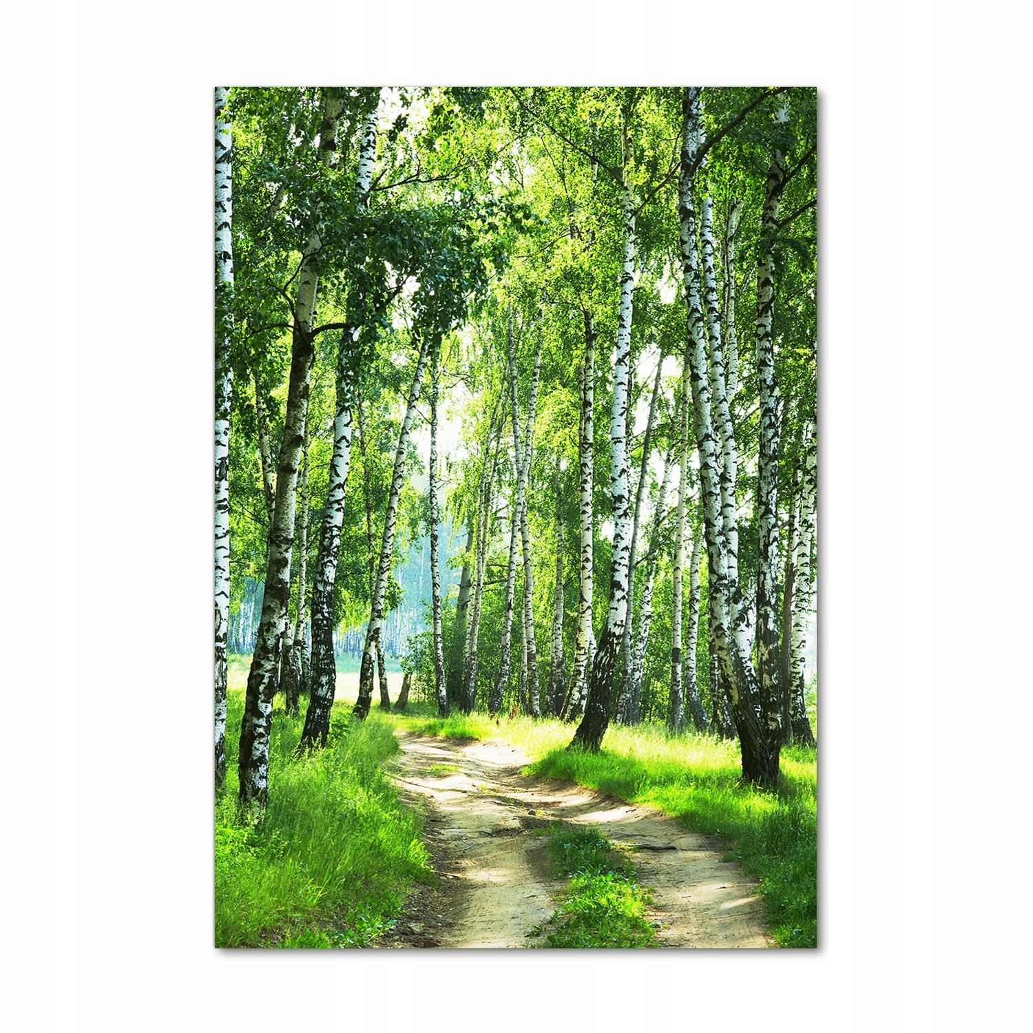 

Nowoczesny fotoobraz akrylowy Las brzozowy 70x100