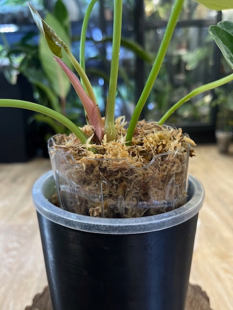 Przezroczysta przedłużka doniczki M