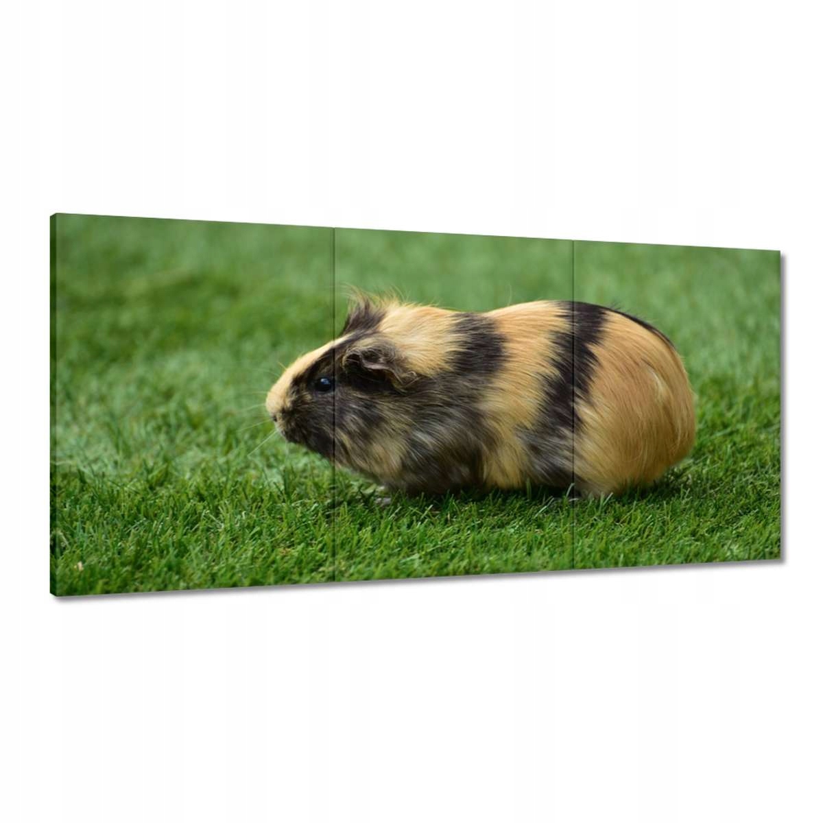 Obrazy 180x90 Morské prasiatko