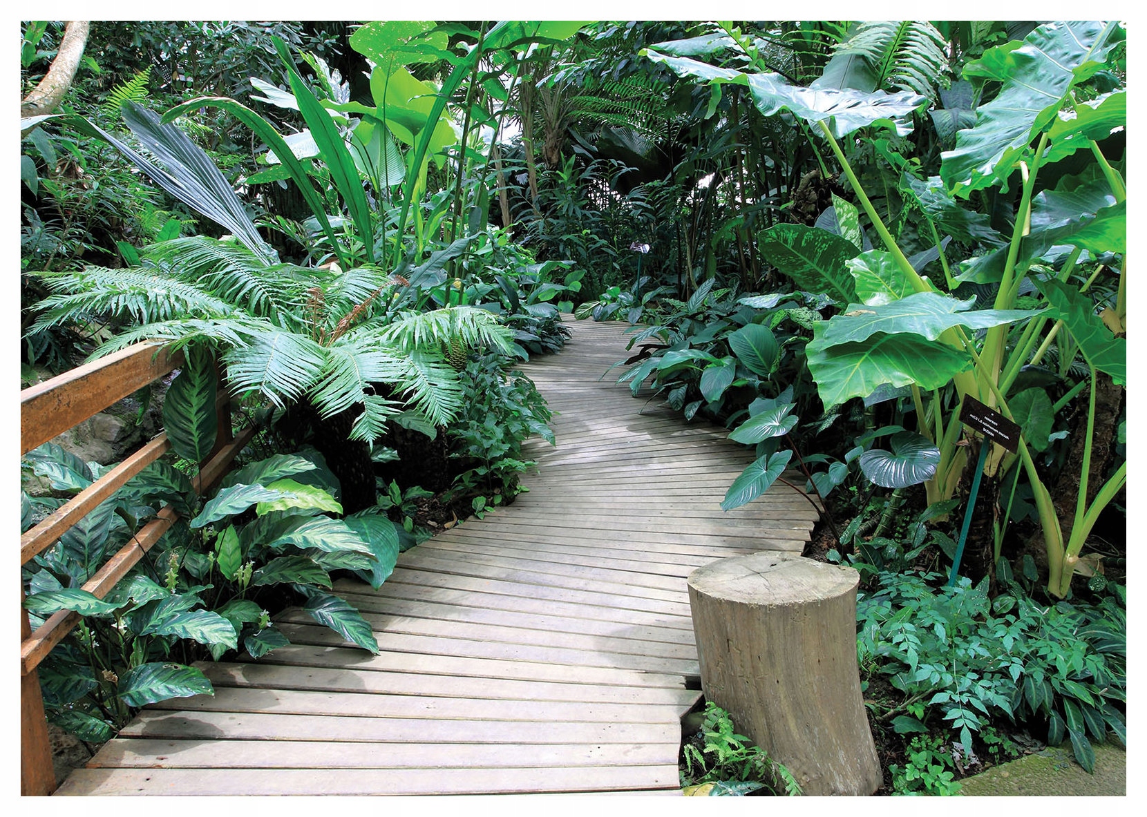 Fototapeta Tropická stezka v džungli vinylová 254x184 lepidlo