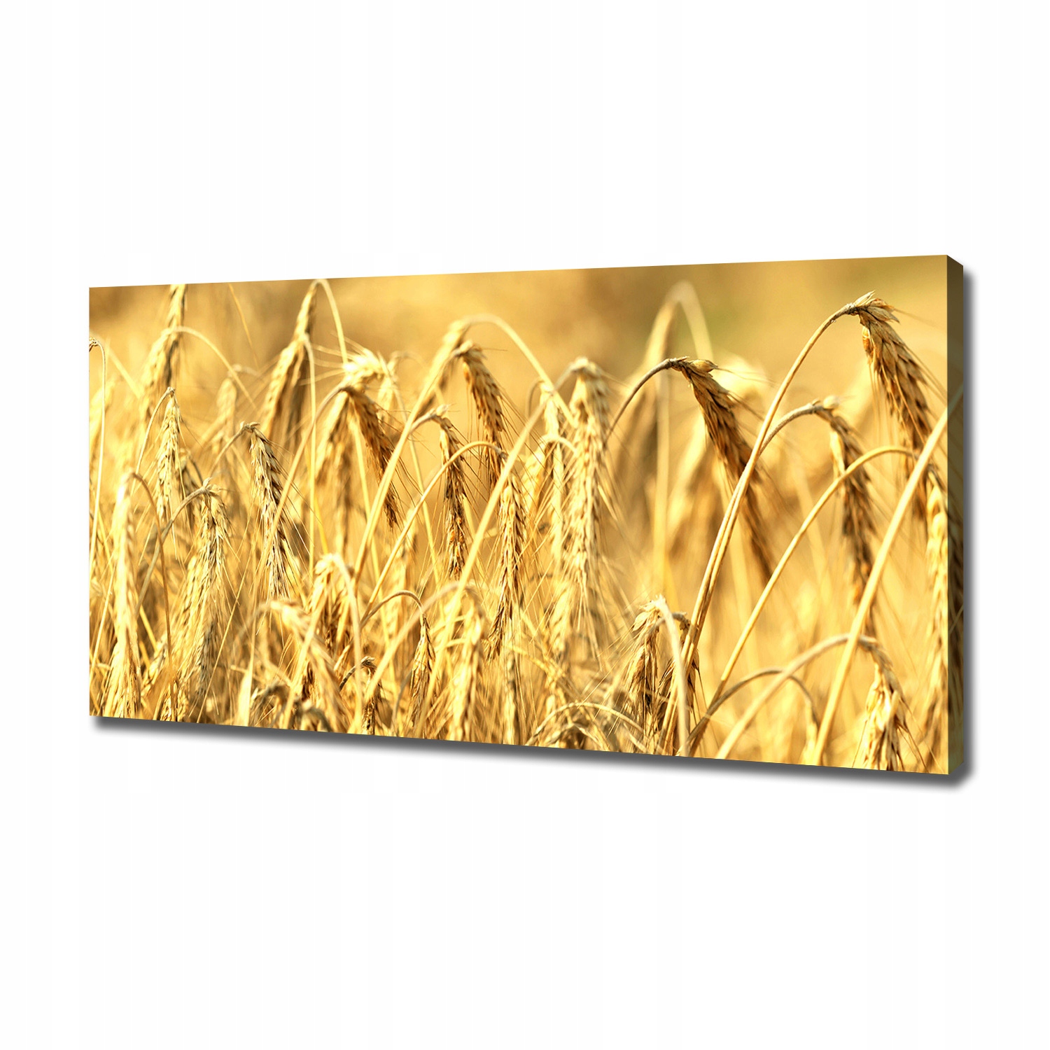 

Foto obraz ze zdjęcia do salonu Zboże 120x60 cm