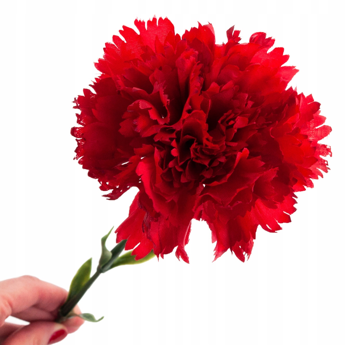 

Goździk Kwiat Pojedynczy Czerwony Piękny Goździki