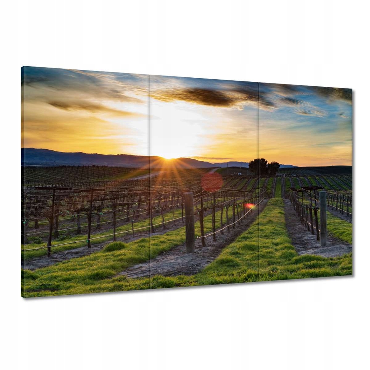 Obrazy 120x80 Vinice Krajina
