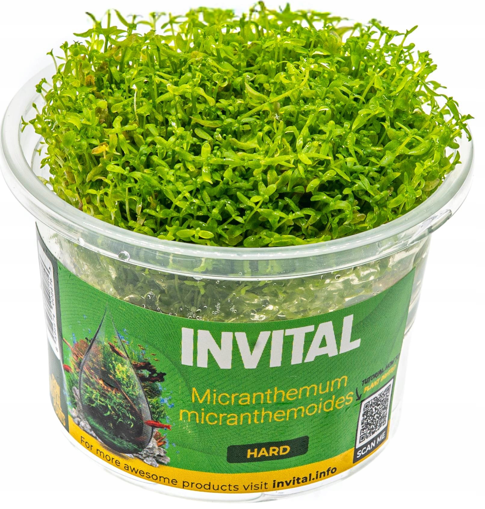 INVITAL Micranthemum micranthemoides in vitro Ø 7 cm