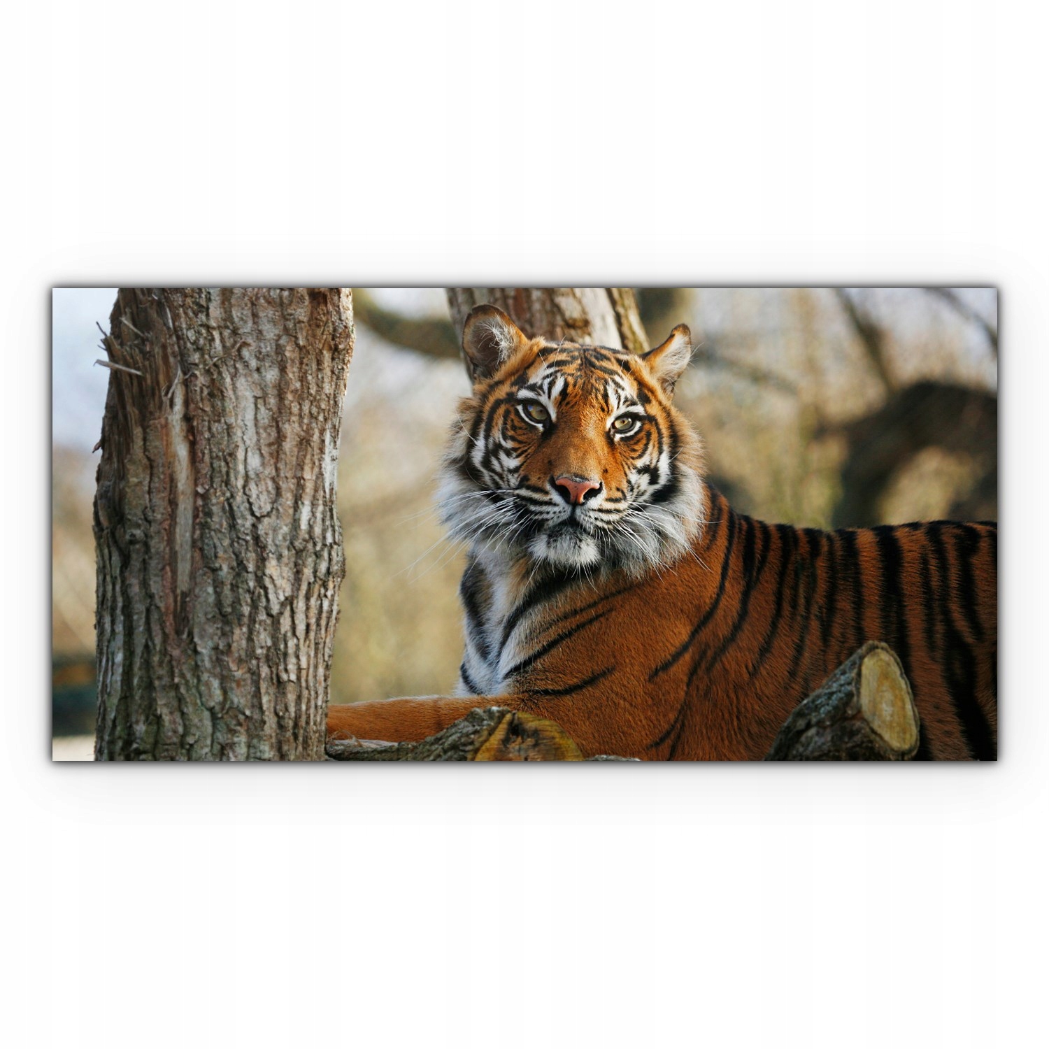 

Canvas na ramie ścienny 120x60 Tygrys Zwierzę Kot