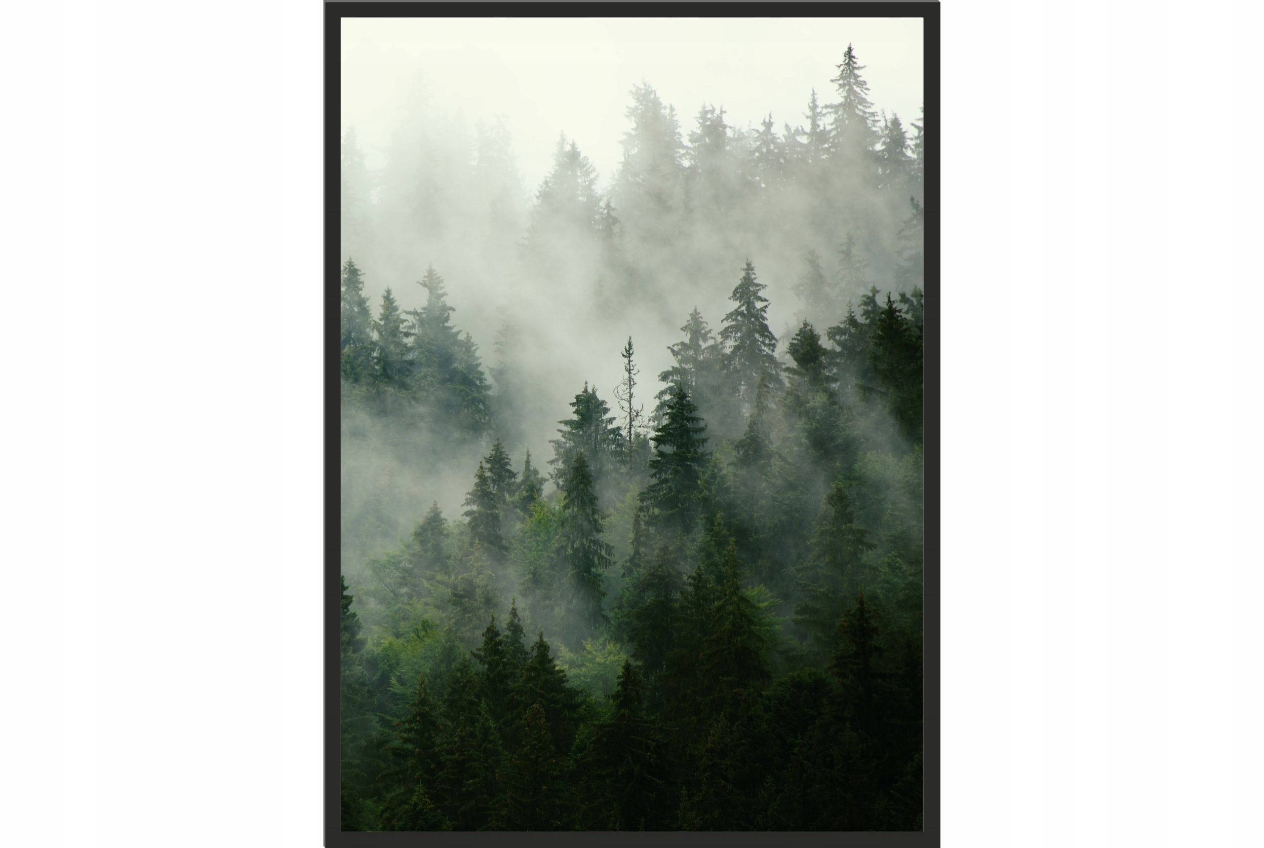 

Obraz plakat 40x30 las we mgle mgła natura drzewa