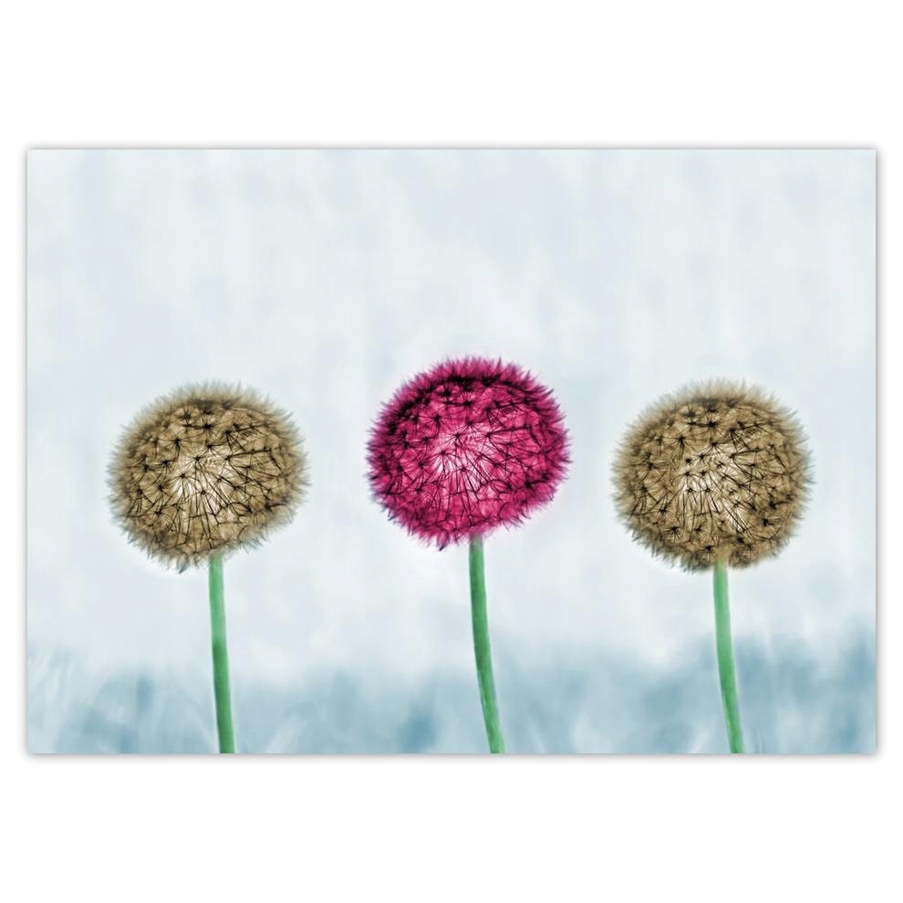 

Plakaty 70x50 Dmuchawce