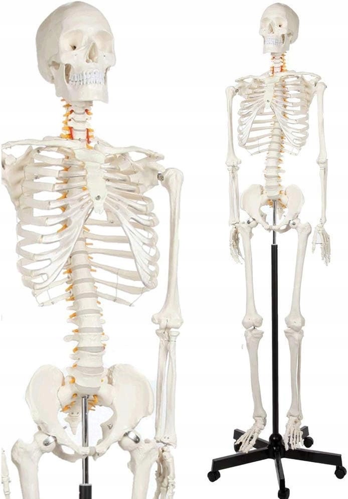Model ľudskej kostry 170 cm kostlivec kostra anatomický set