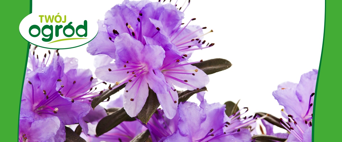 NAWÓZ KRYSTALICZNY DO KWIATÓW Do RODODENDRONÓW 100g Waga 0.1 kg