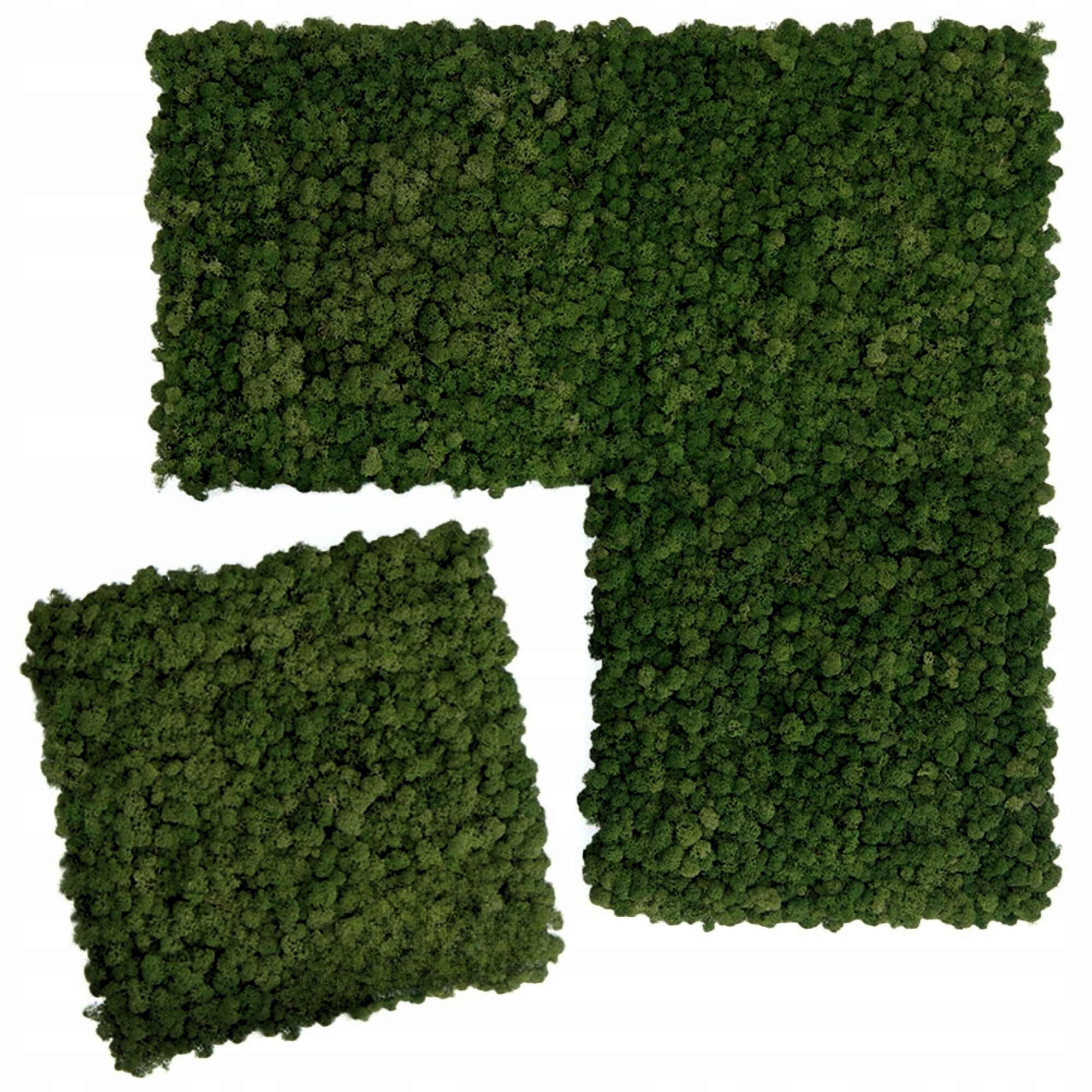 Mechový panel chrobotka sobí mech Zelená Stěna mechová stěna 50x50 cm