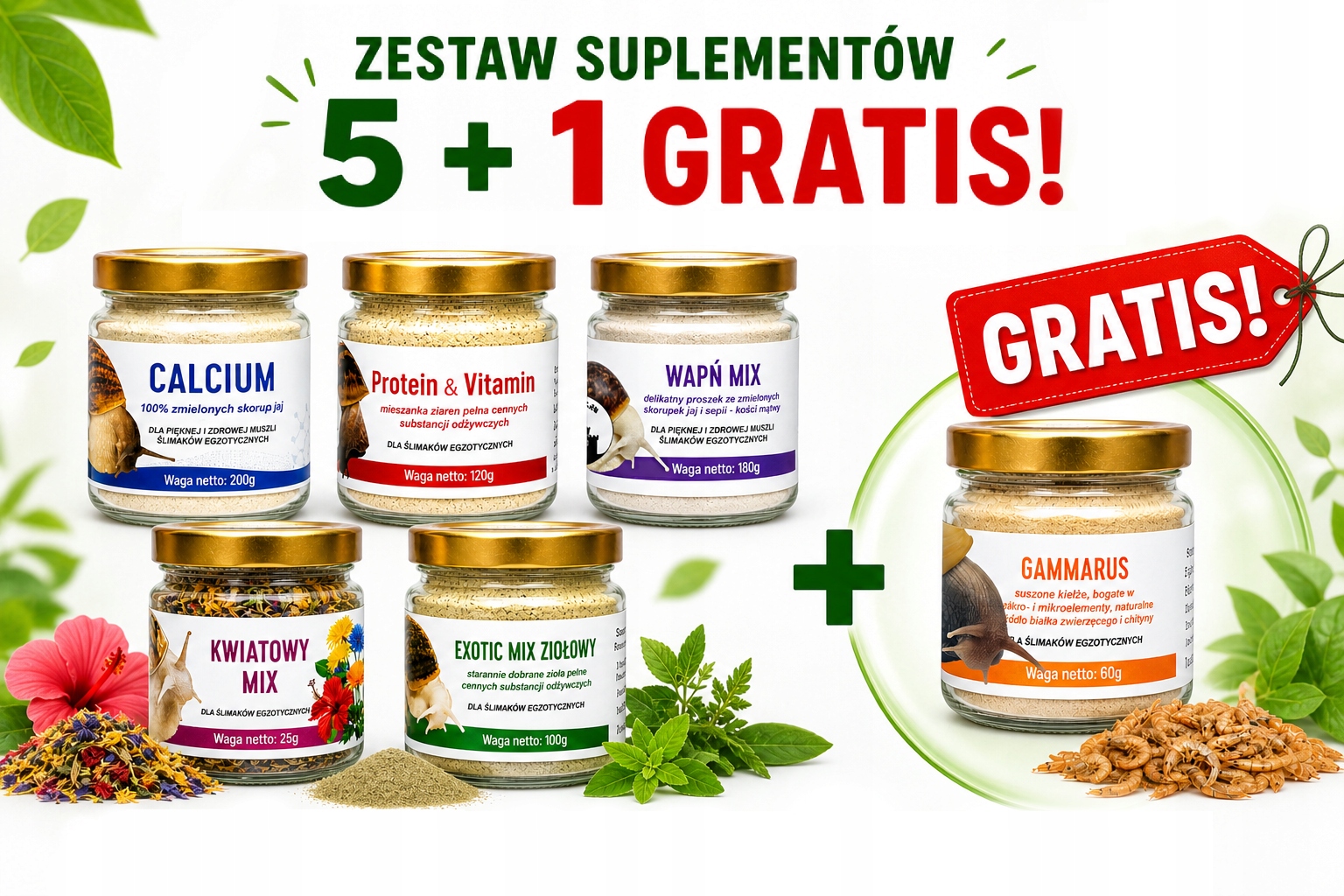 Zestaw 5 1 Gratis! Ślimaki Achatina Lissachatina Suplementy Sepia Kość