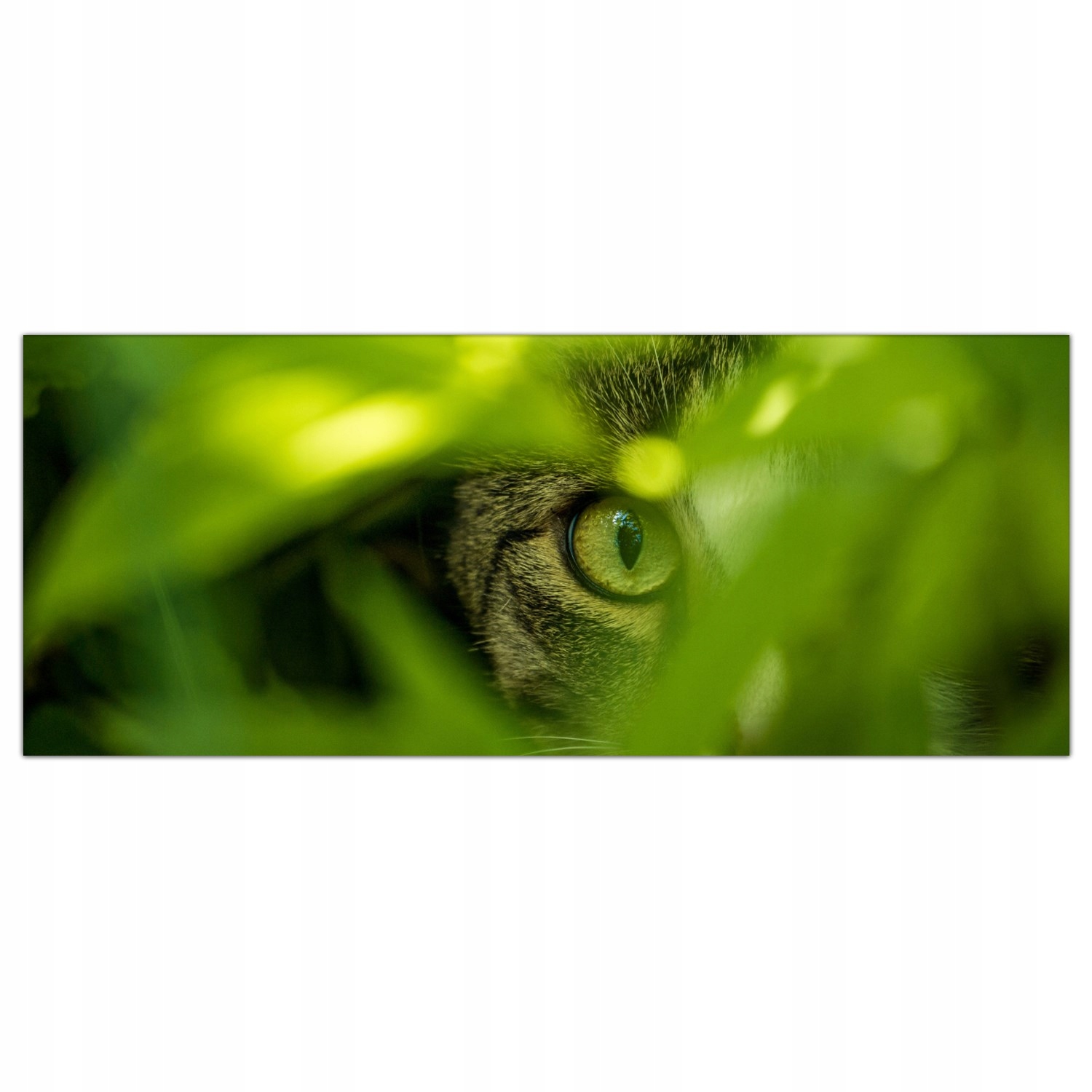 

Obraz Szklany Foto-obraz Kot Natura Zwierzę 125x50