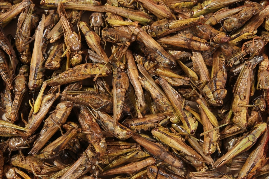 Levně Sušené Polní Koníky Krmivo Glopex 4 Kg