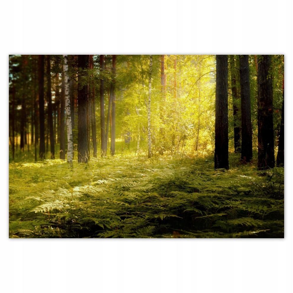 

Plakaty 60x40 Wchód słońca w lesie