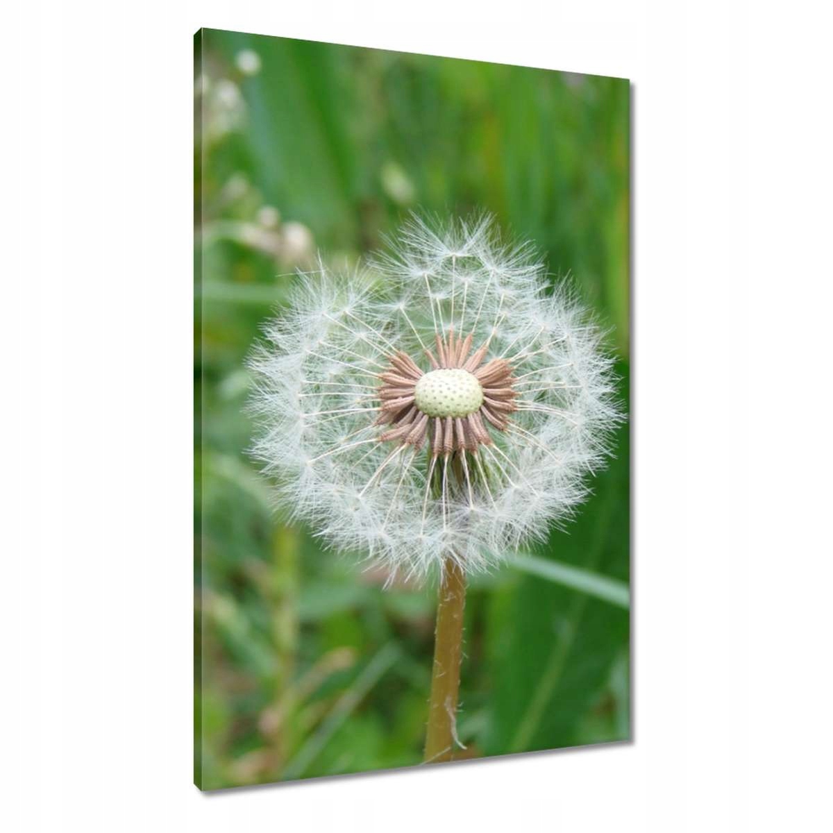 Obrazy 60x90 Pampeliška Květ Květiny