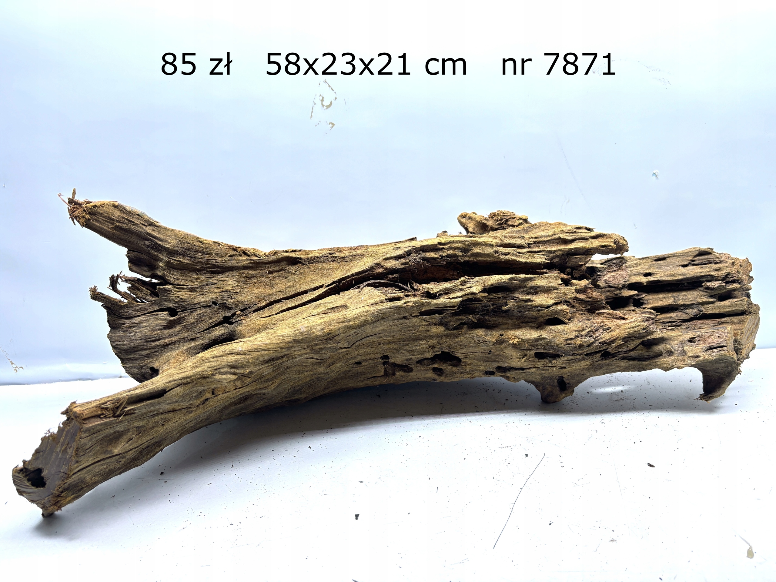 Korzeń Mangrowca mangrowiec nr 7871