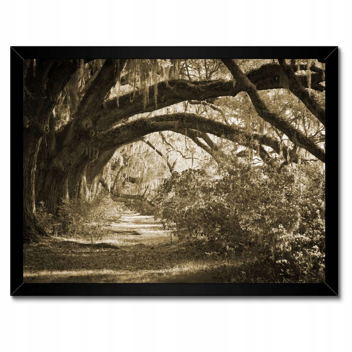 Plakáty v rámu 40x30 Duby v parku Sepia