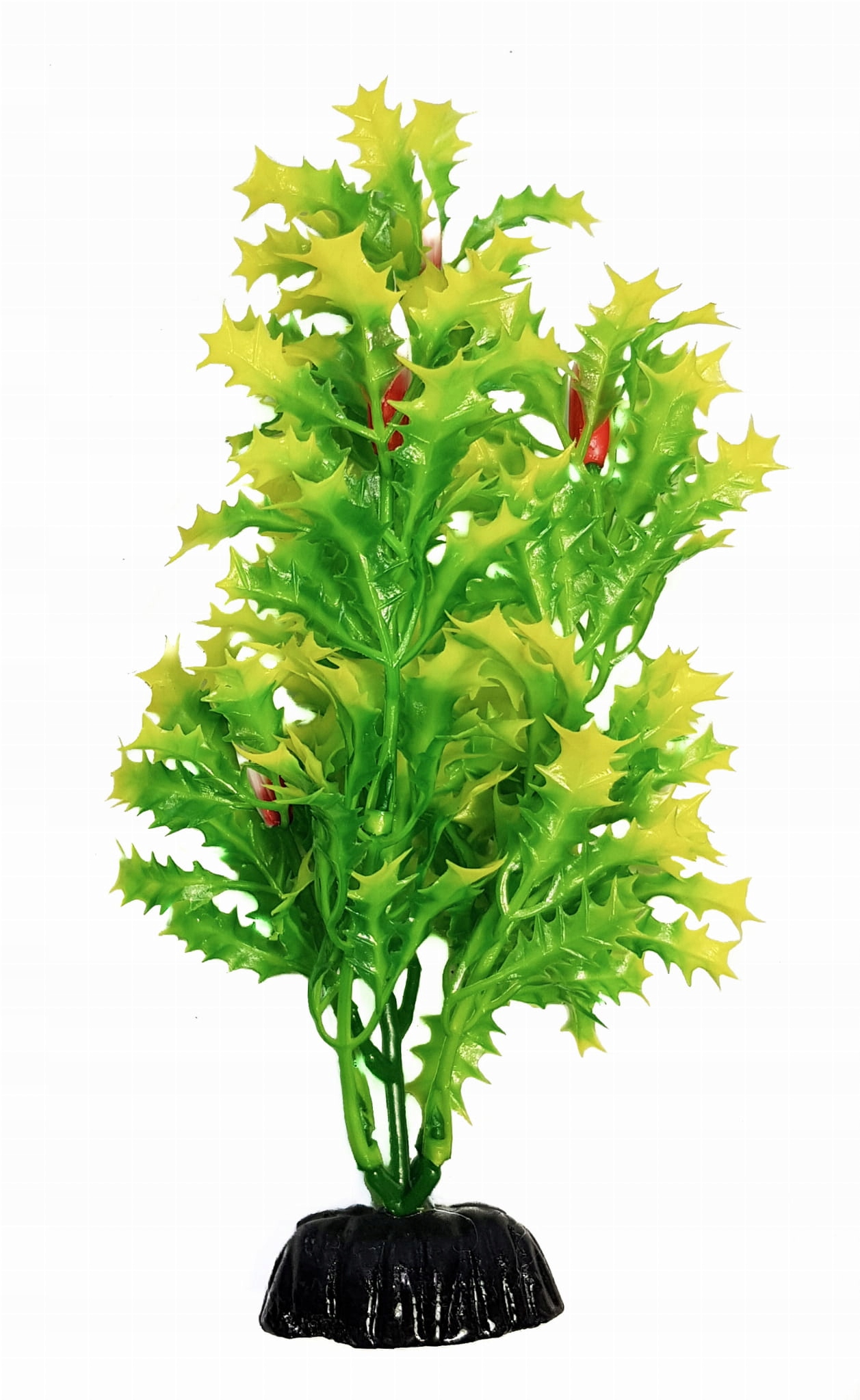 

Roślina akwariowa Cierń wodny 10 cm