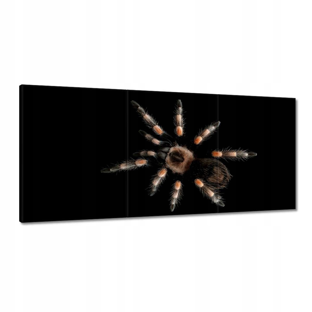Obrazy 210x100 Veľká Tarantula pavúk