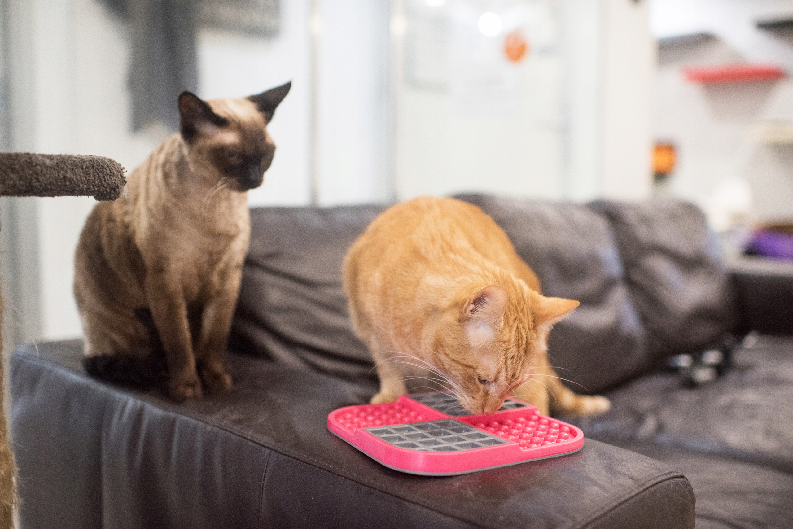 Mata LickiMat SLOMO PINK Cat Marka LickiMat