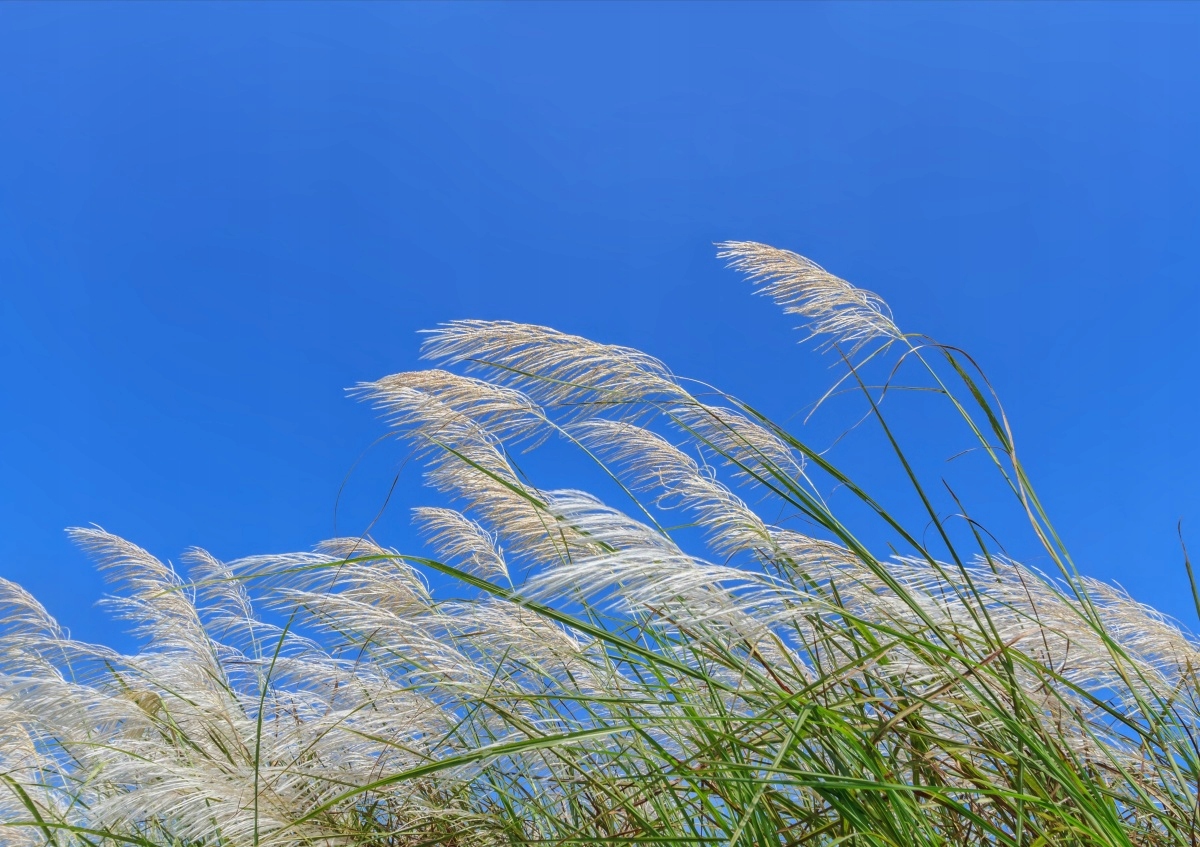 

Fototapeta Flizelinowa Trawa Niebieski 208x146