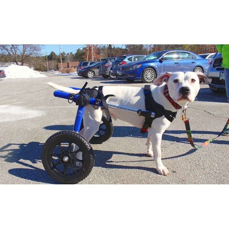 Invalidní vozík pro psy 13 – 31 kg Walkinpets (délka zadní nohy 53-57)