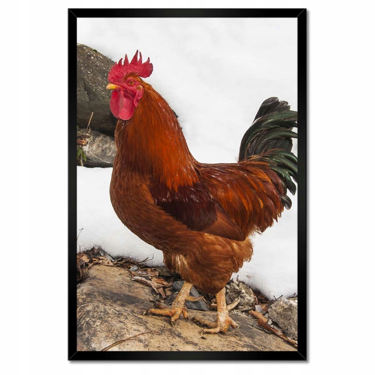 Plakáty v rámu 40x60 Kohout Skutečný bojovník