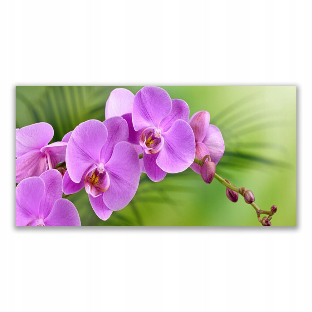 

Obraz nowoczesny 120x60 Storczyk Orchidea Kwiaty