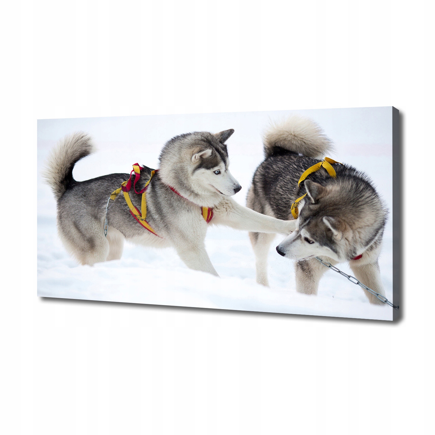 Fotoobraz na zeď Husky v zimě 140 x 70 cm