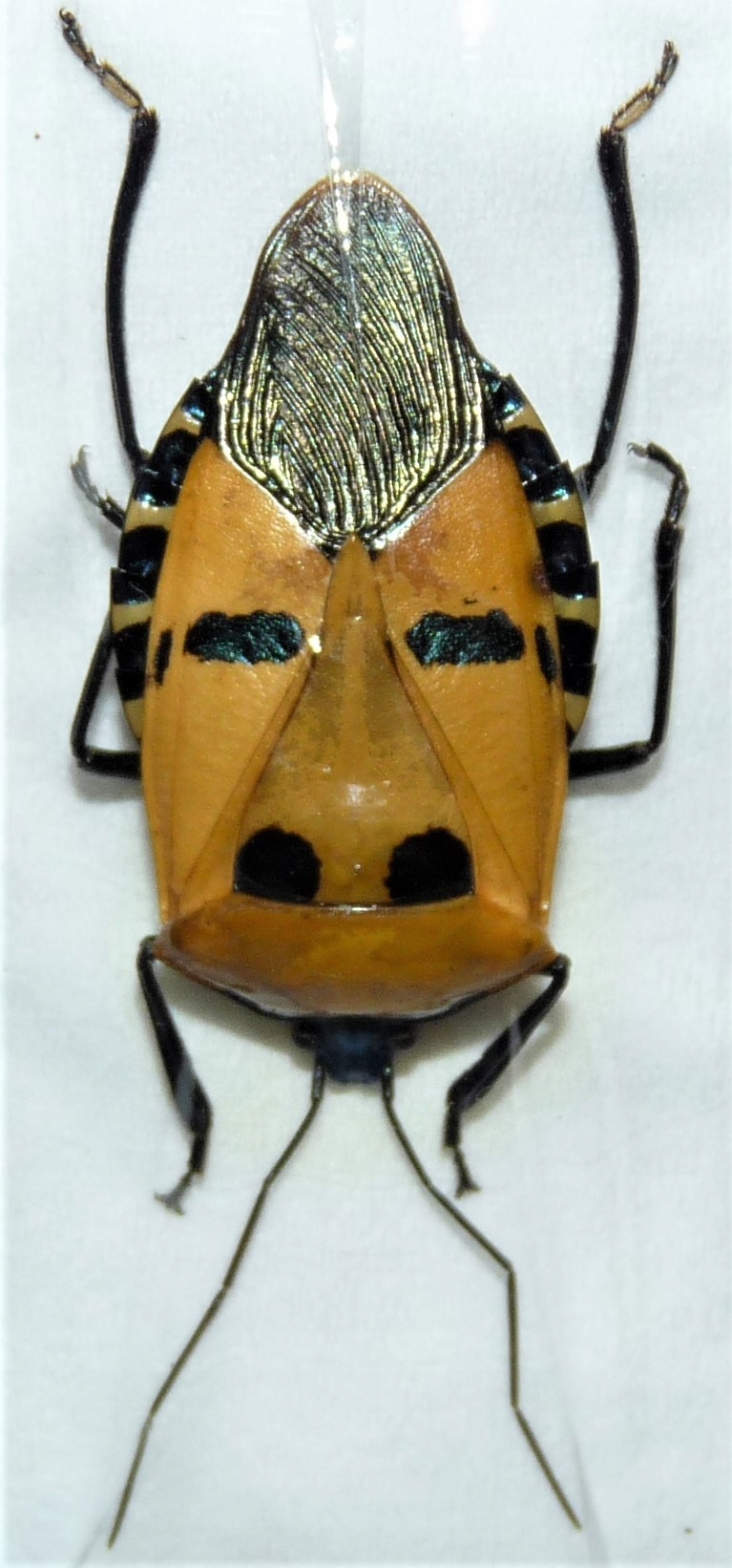 Catacanthus incarnatus .