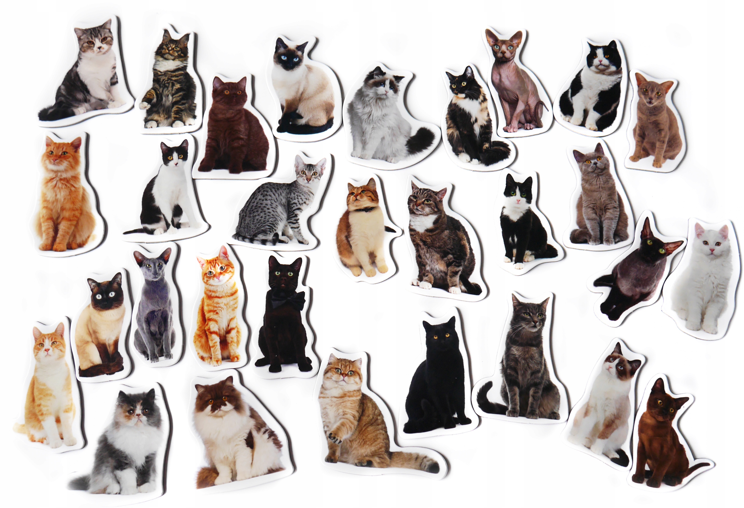 Magnesy na lodówkę poznaję RASY KOTÓW