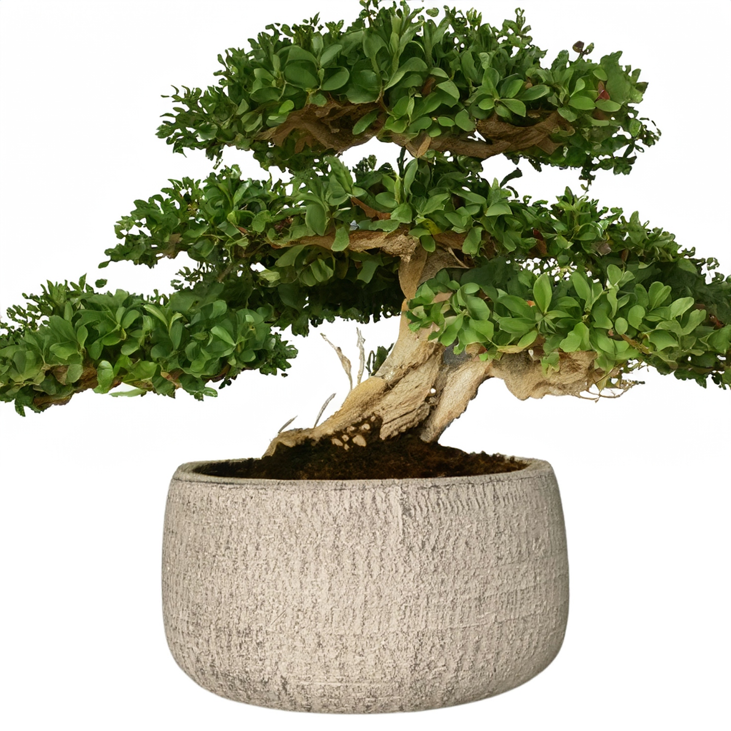 Květináč Na Bonsaje Betonový Velký 24 cm šedý kulatý plochý obal na terasu