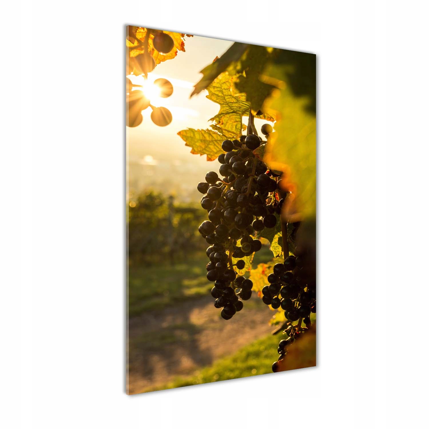 

Foto-obraz zdjęcie na szkle Winnica 60x120 cm