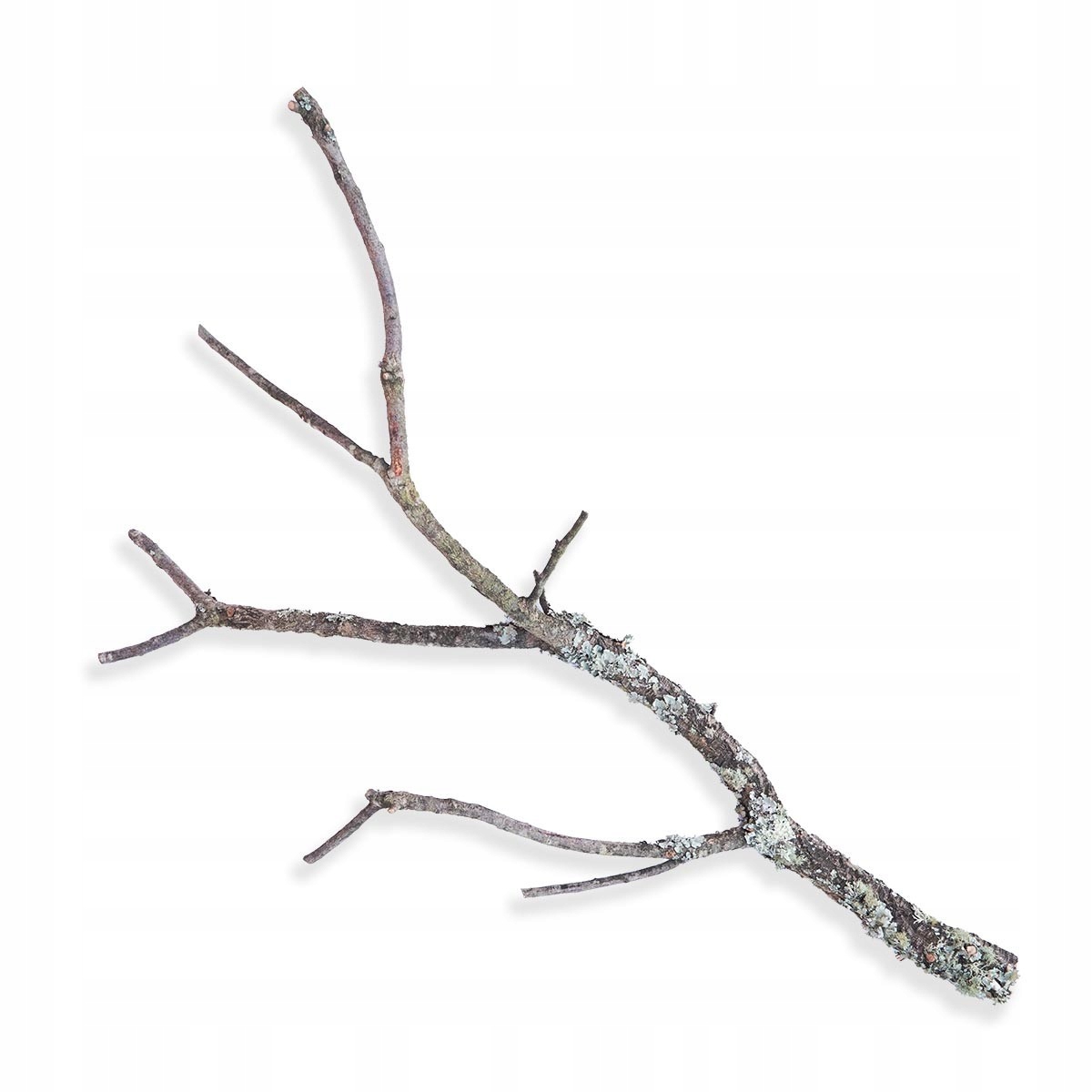 Gałąź dębu korkowego 80-100 cm