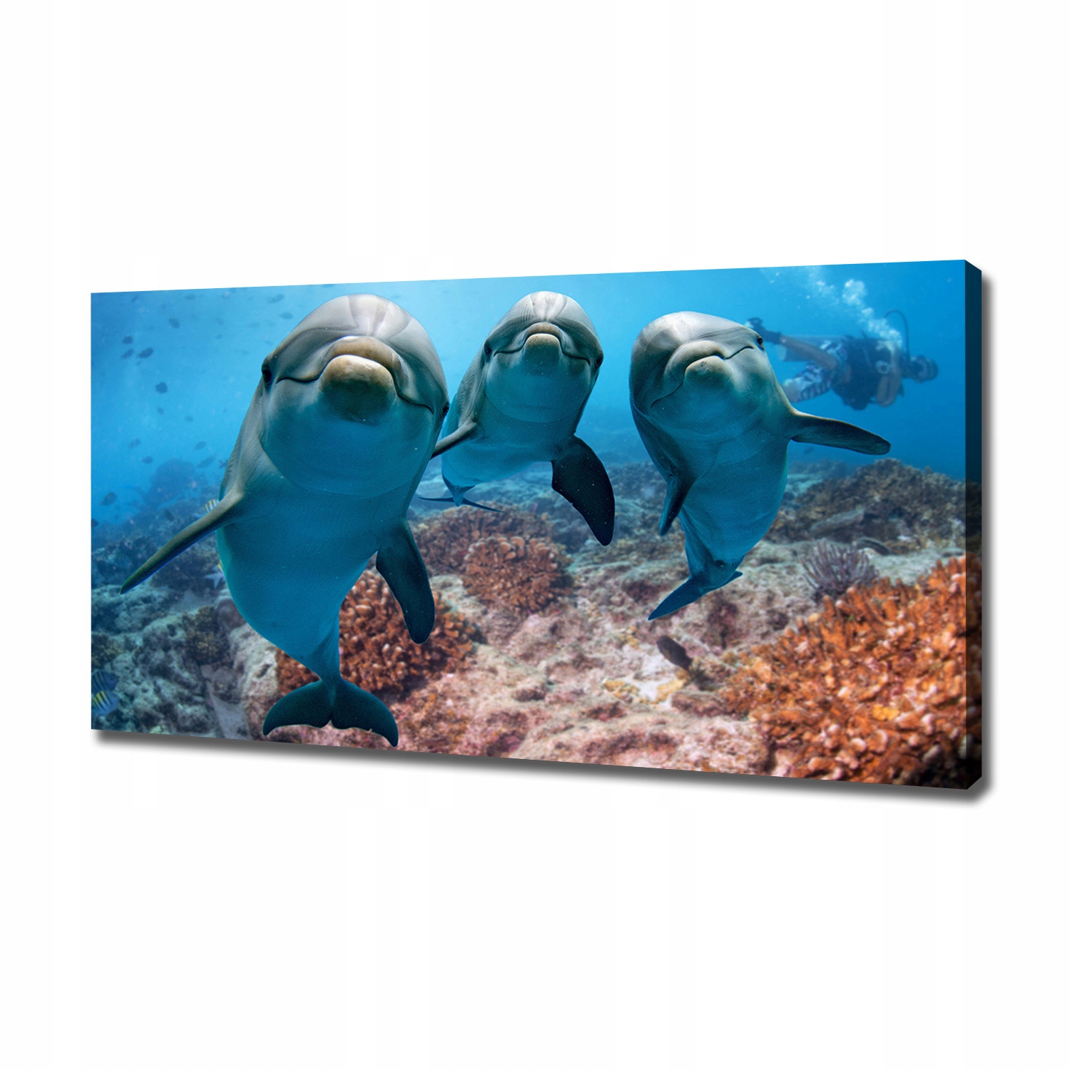 

Foto obraz canvas na ścianę Delfiny 120x60 cm