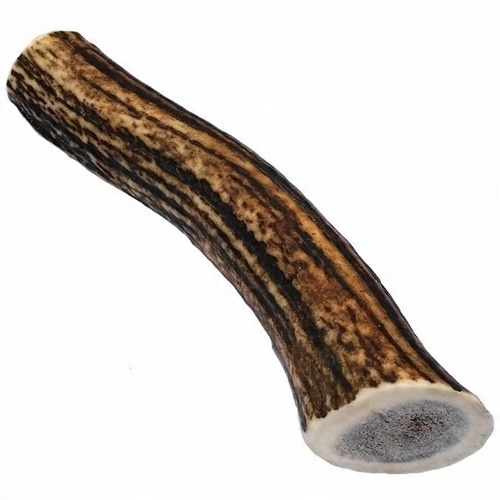 

Rogi twardy Gryzak poroże jelenia Duży 20cm XXL