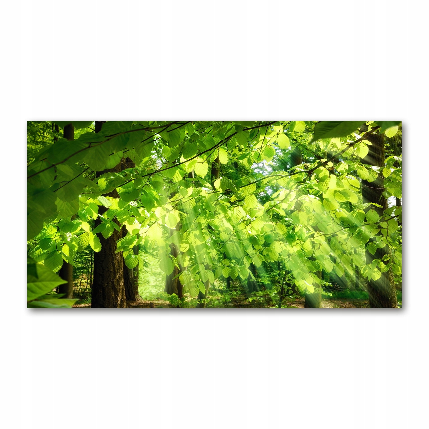 

Foto-obraz akrylowy Liście buku zdjęcie 140x70 cm
